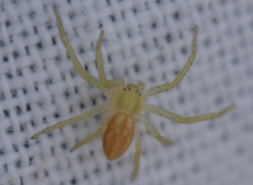 Philodromus sp.